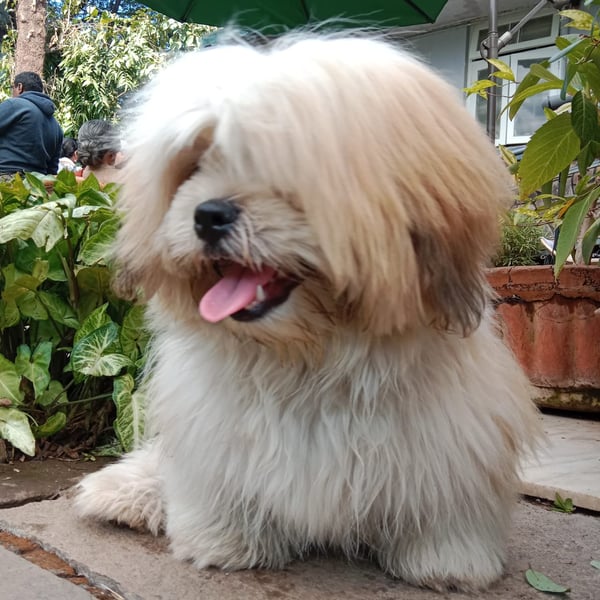 Simba