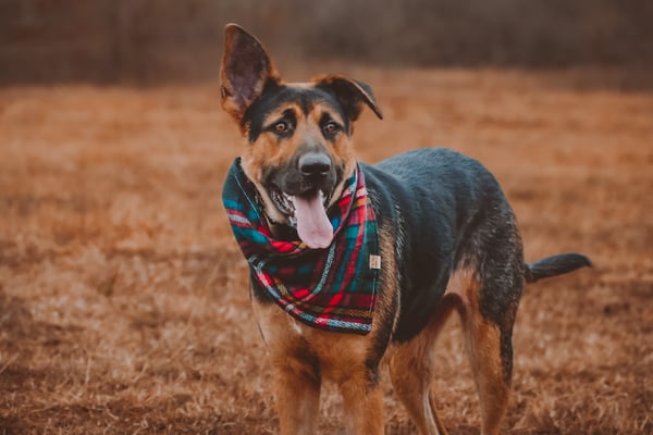Ellie Mae