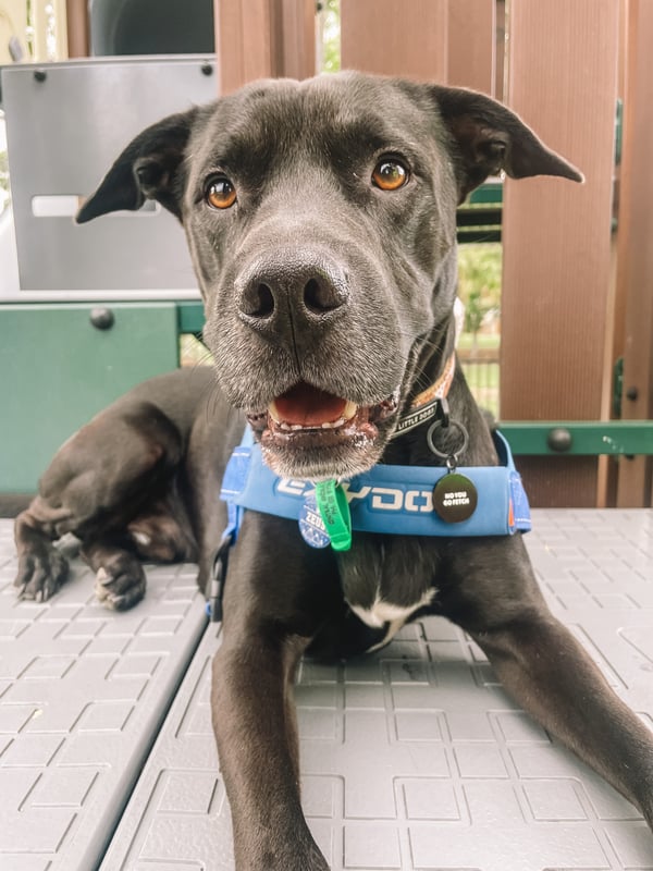 Zeus