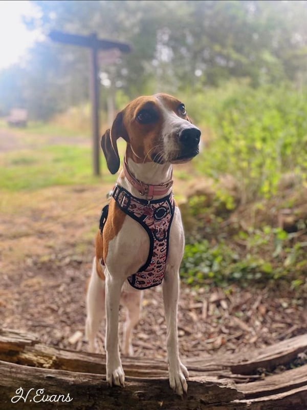 Darla