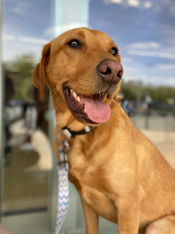 Rolo