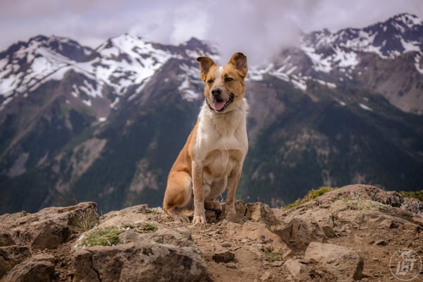 Sitka