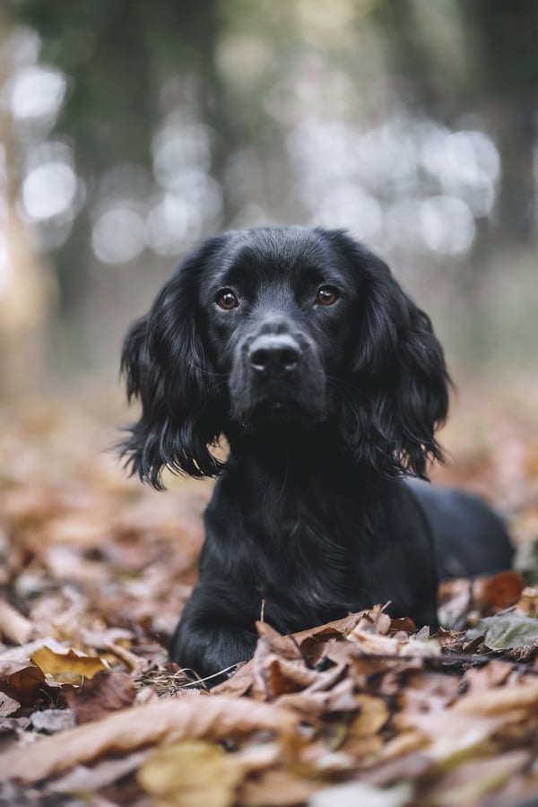 Benji
