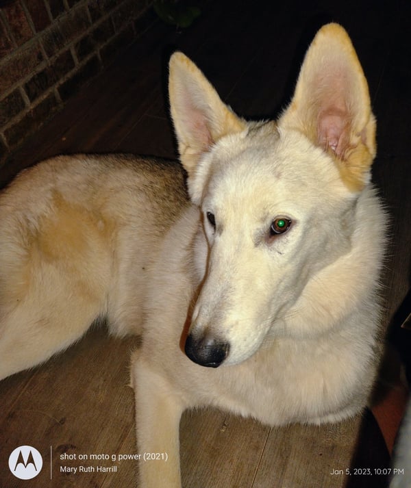 Beauregard