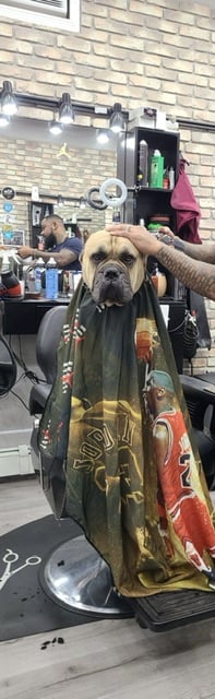 King Brutus Almighty
