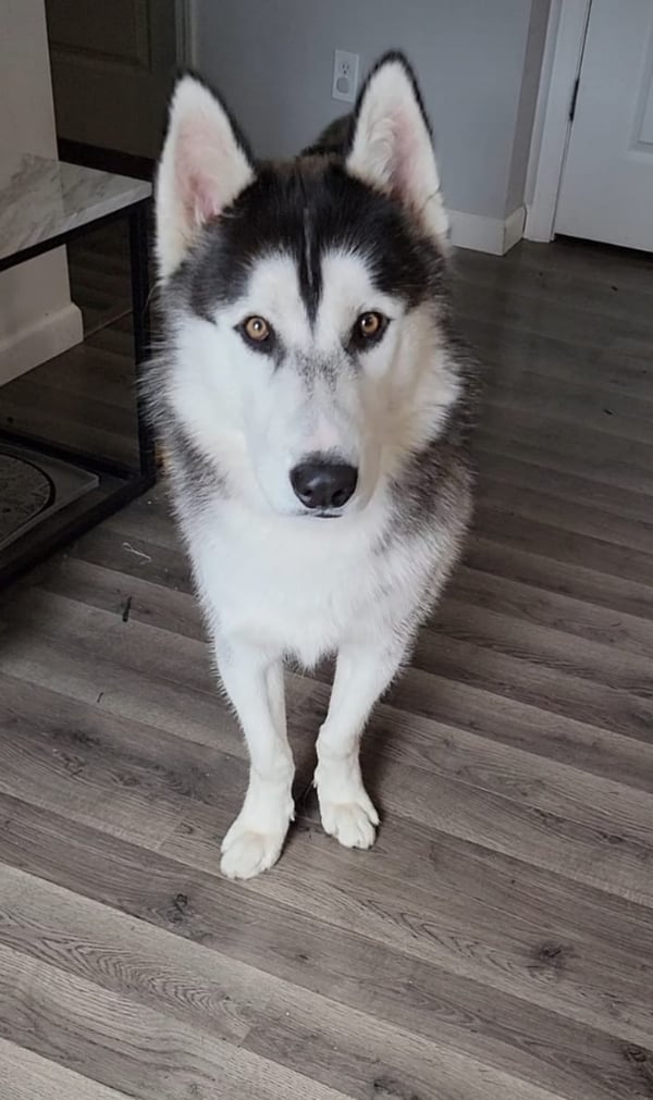Maximus