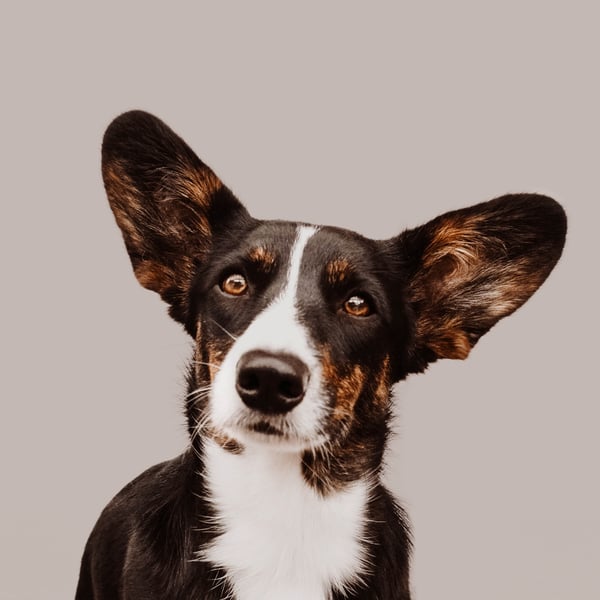 Molly