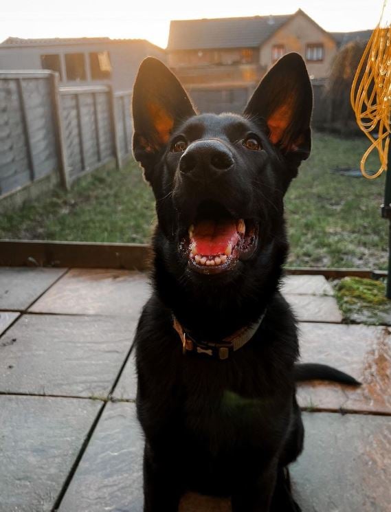 Nova