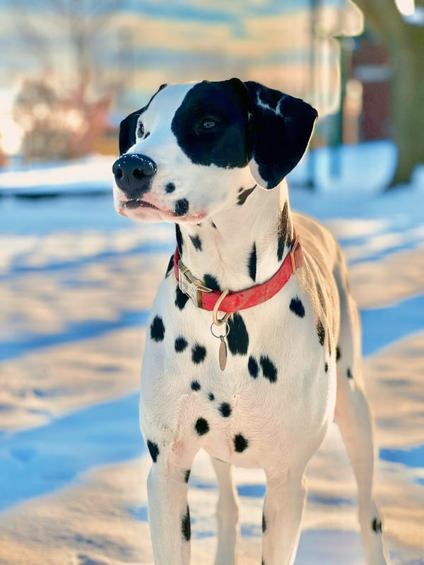 Bruno