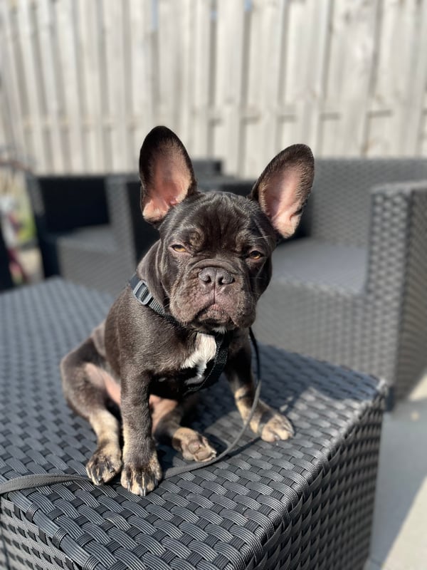 Mylo