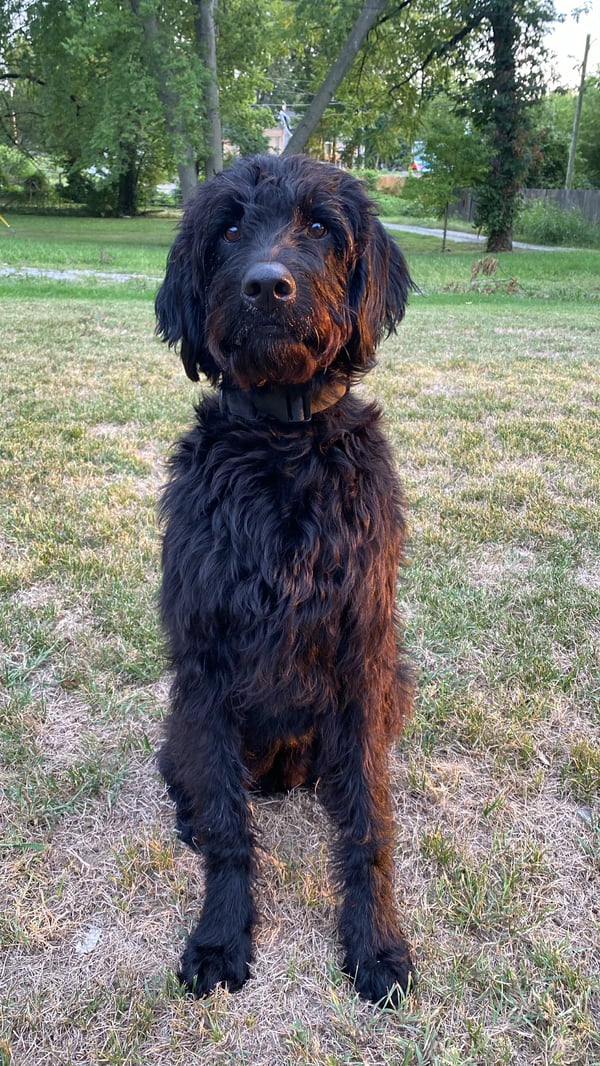 Ozzie