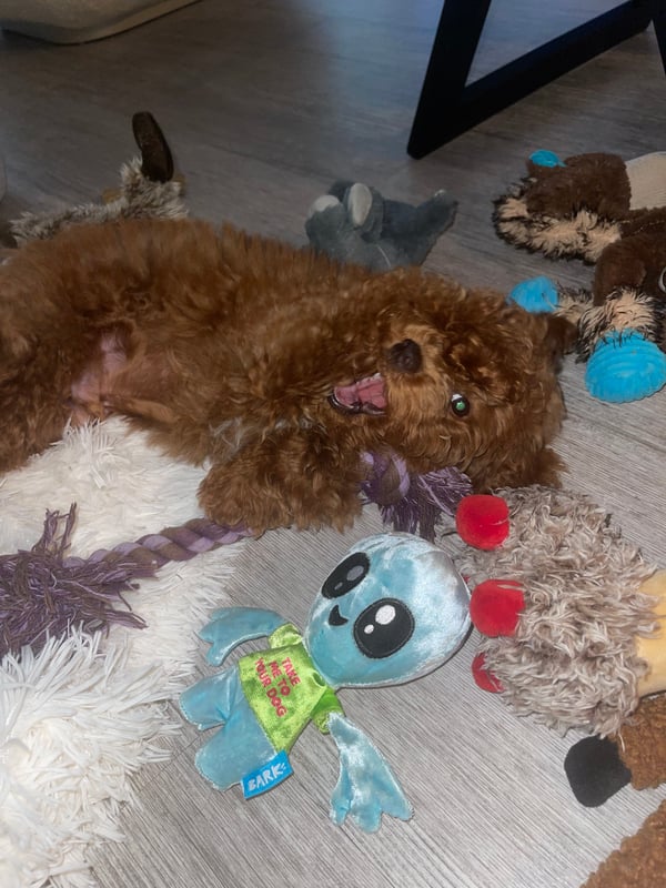 Teddy