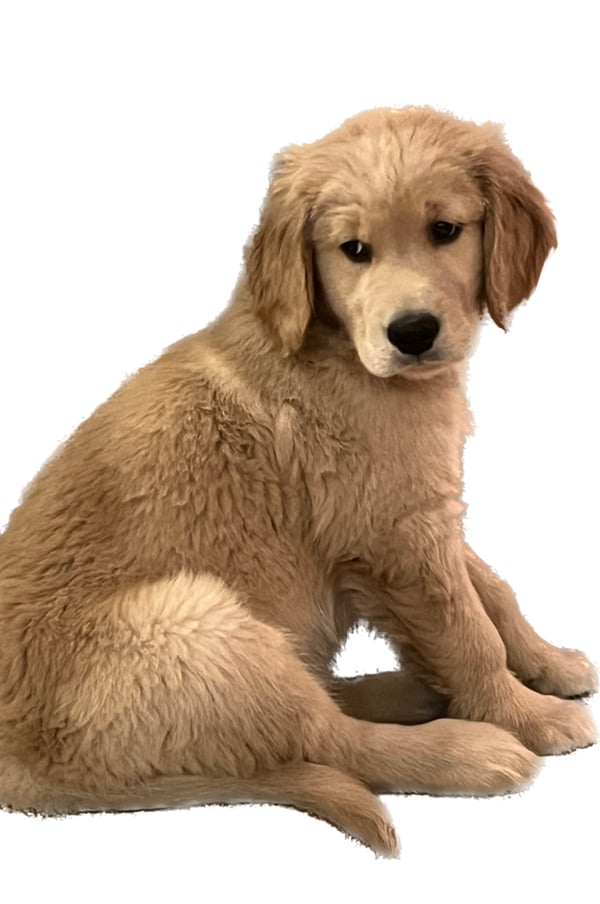 Louie
