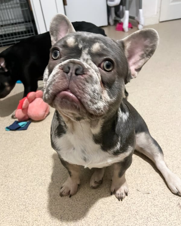Reggie