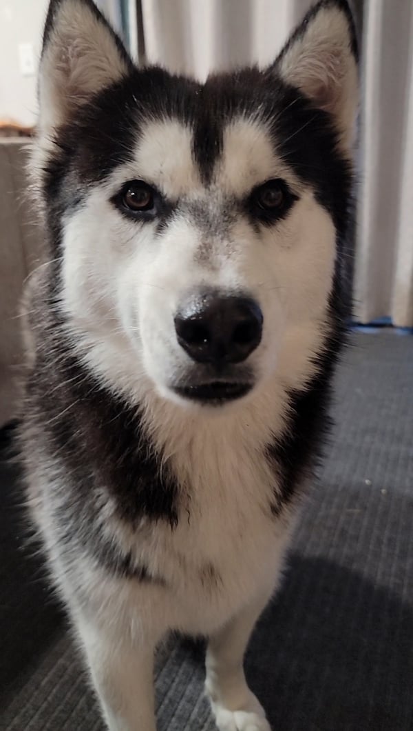 Achilles