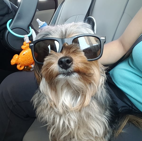 Ozzy