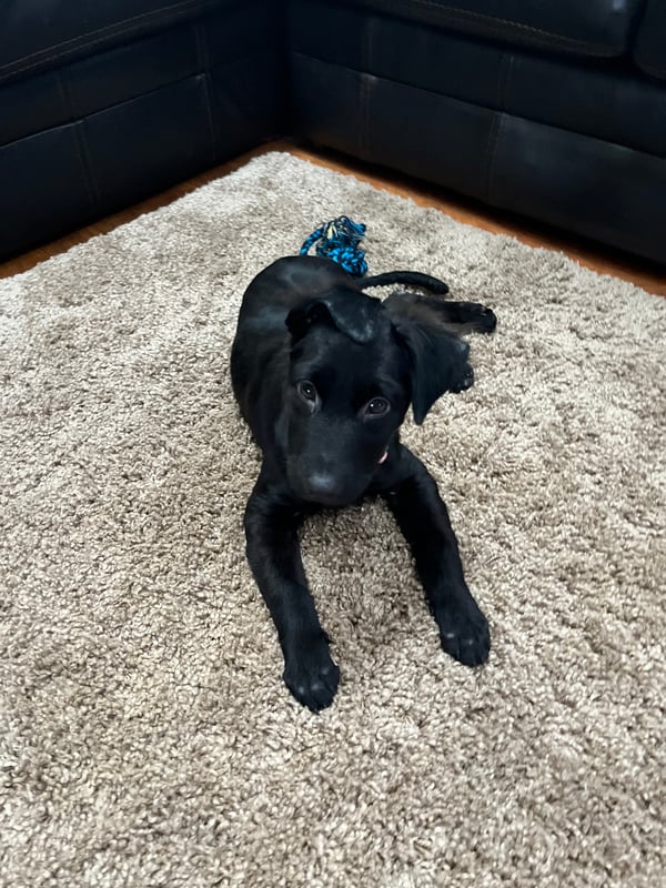 Bellatrix