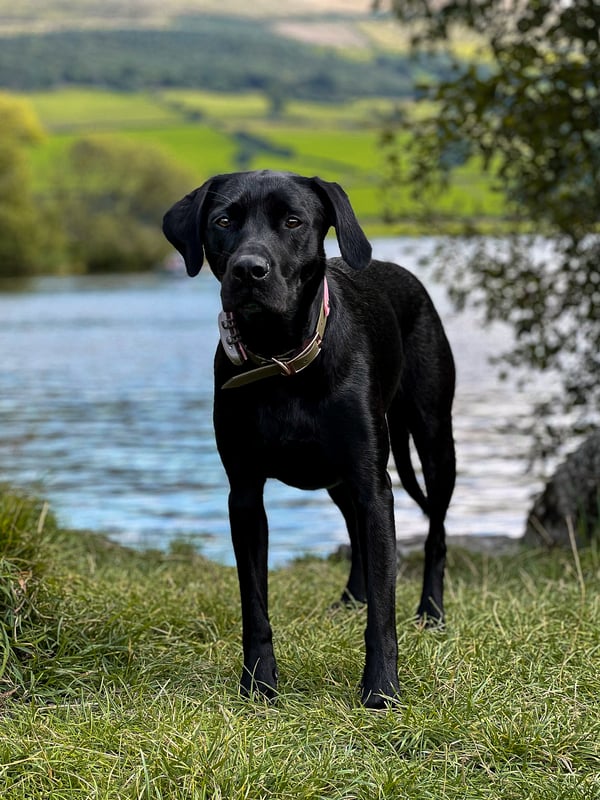 Bella