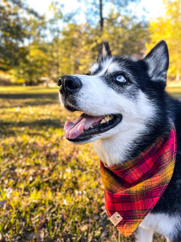 Bella