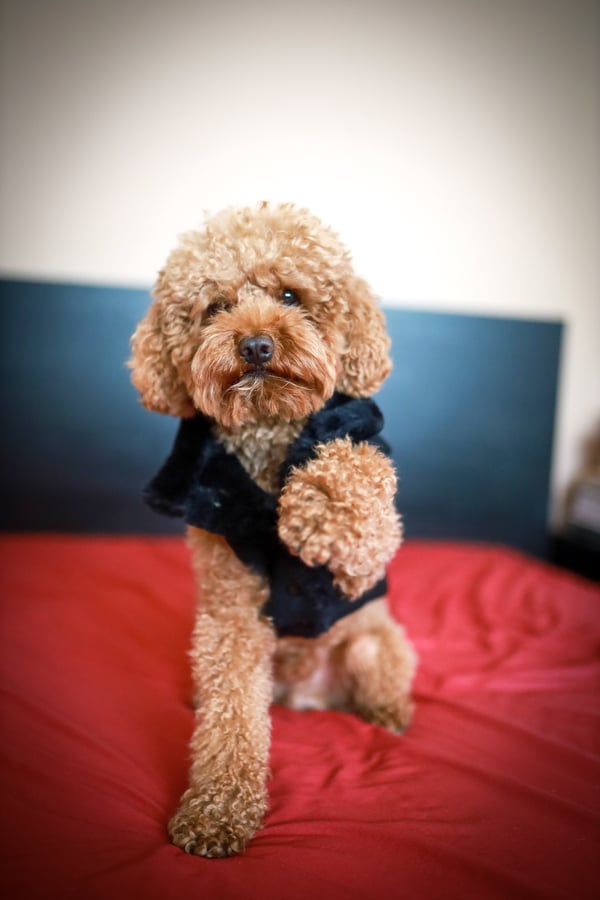 Teddy