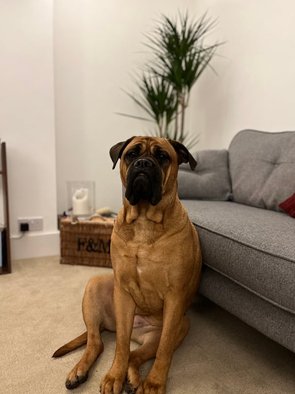 Koko