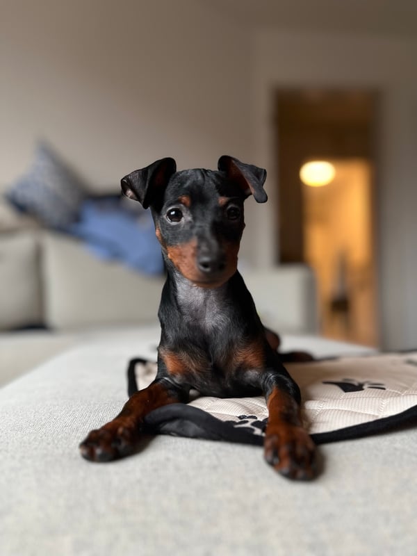 Odie