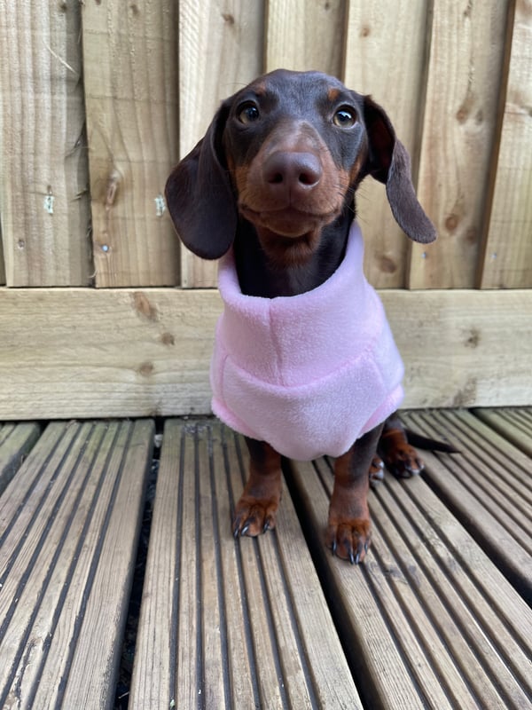 Daisy