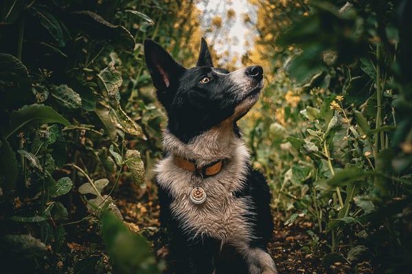 Scout