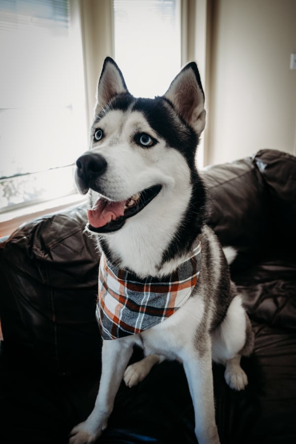 zeus