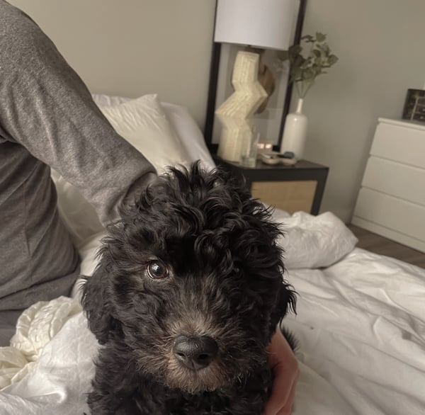 Milo