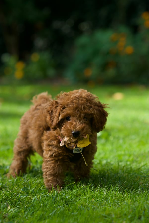 Chewbacca