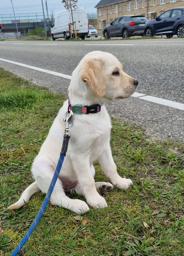Marley