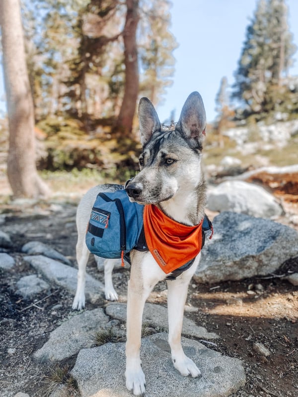 Koda