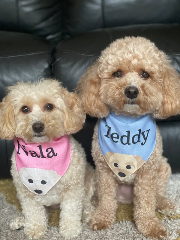 Teddy