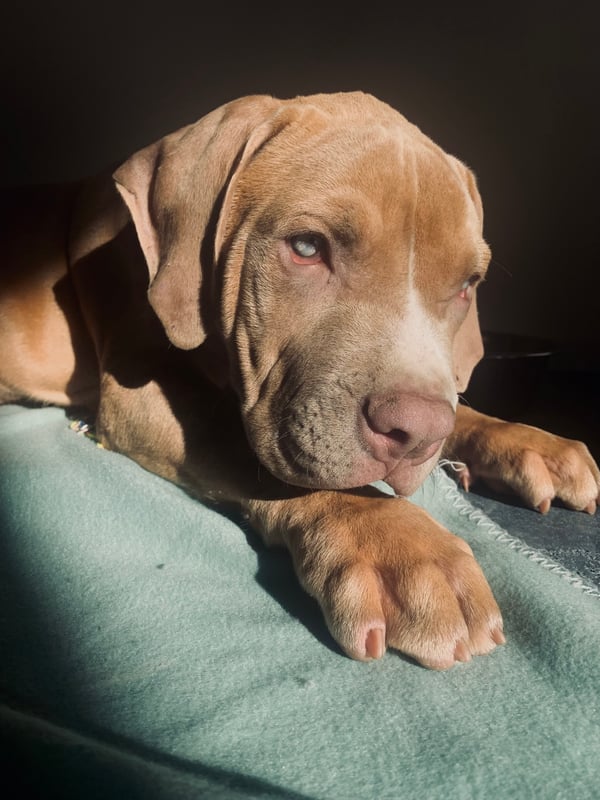 Tyson