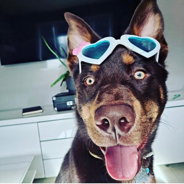 Koda
