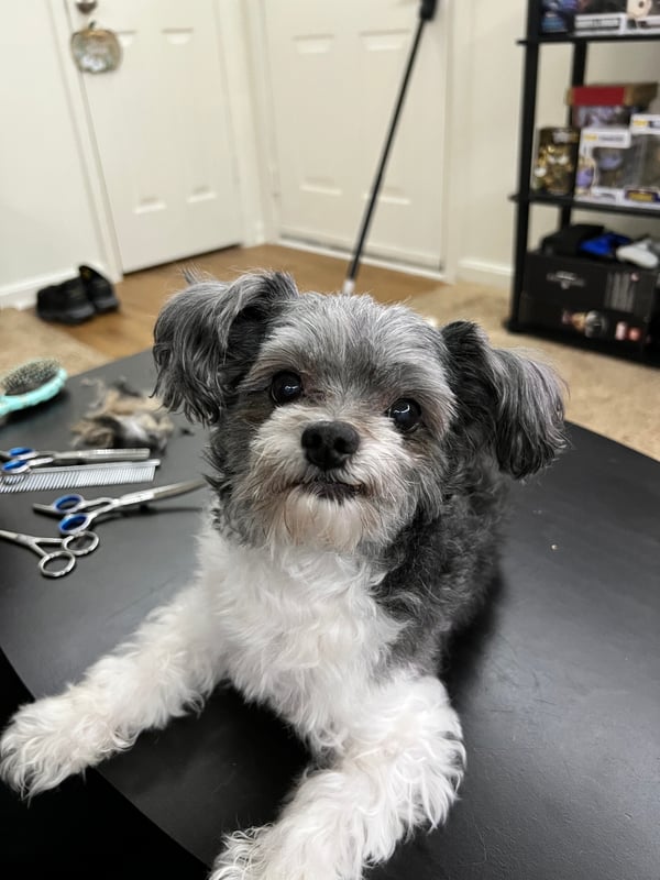 Oreo