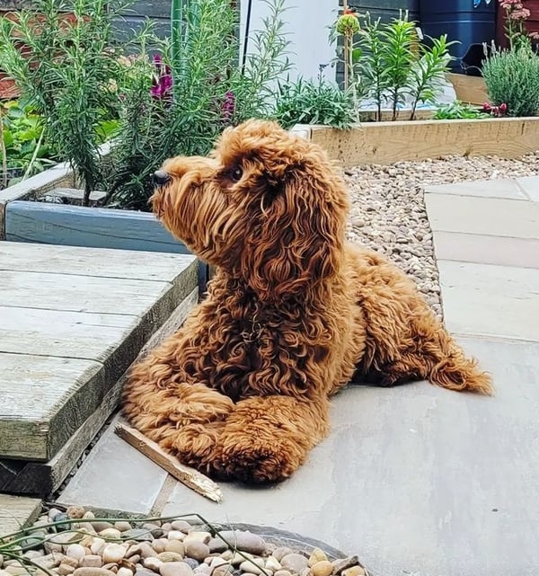 Willow