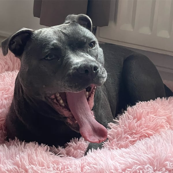 Frankie