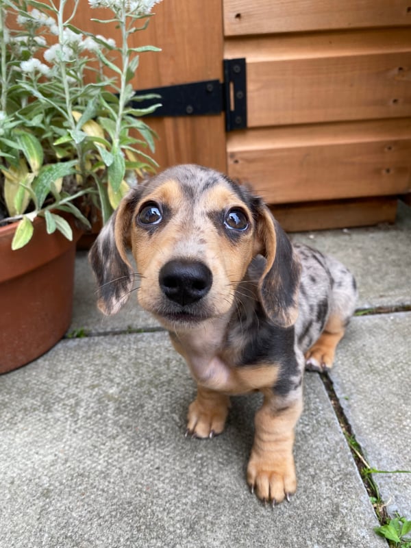 Dougal