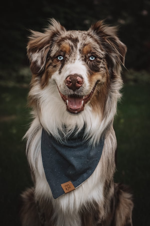 Grizz
