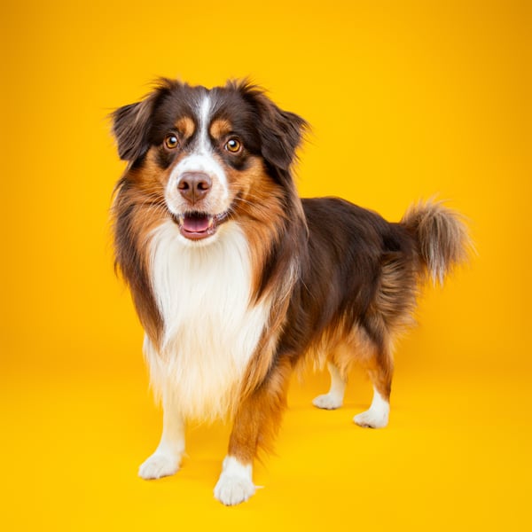 Pixel