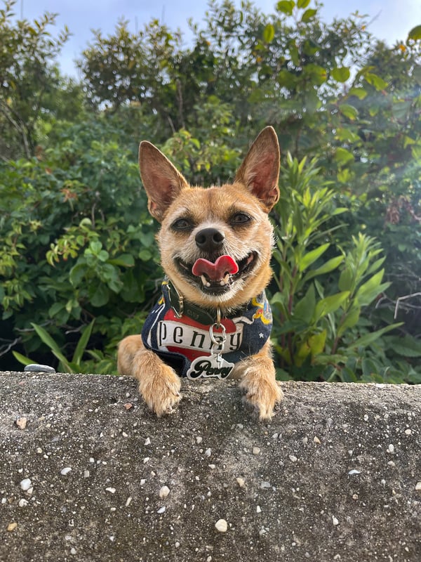 Penny
