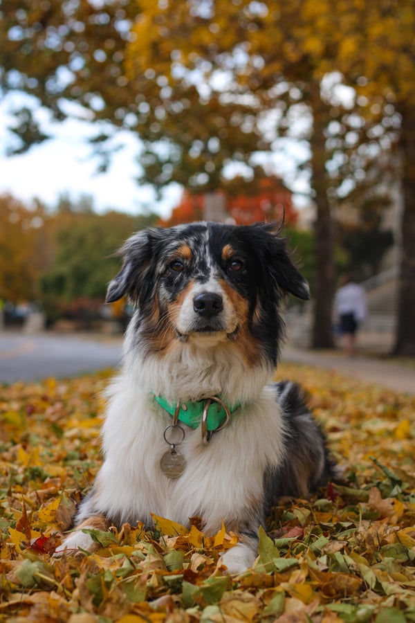 Basil