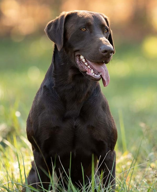 Yogi