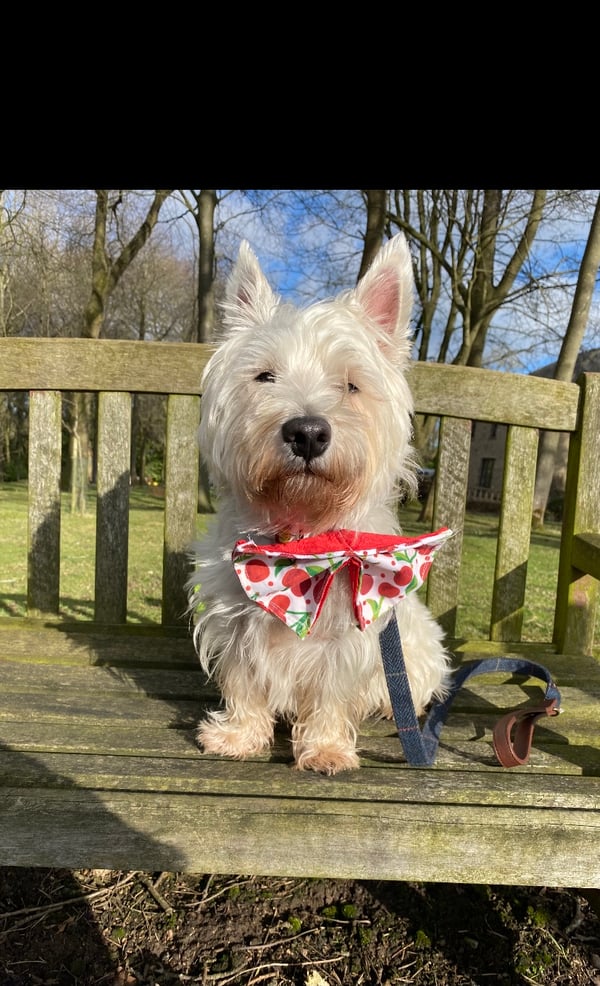 Brodie The Westie