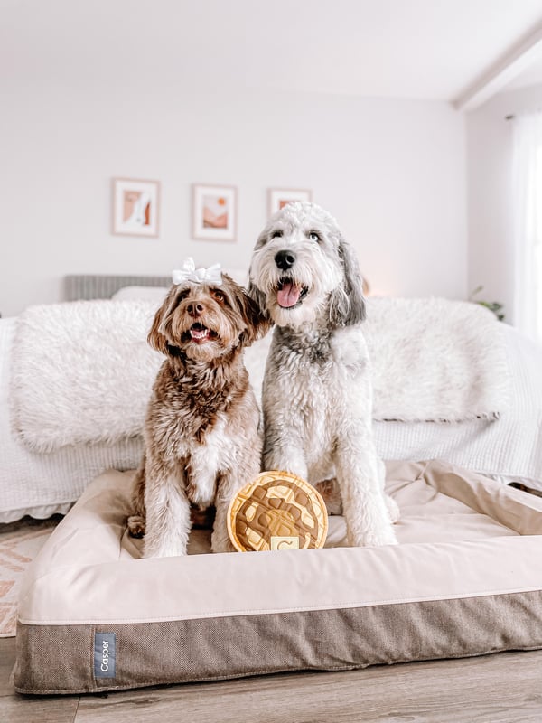 Harley & Remi