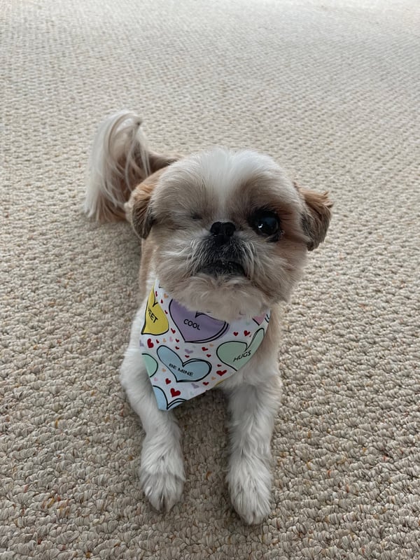 Ollie