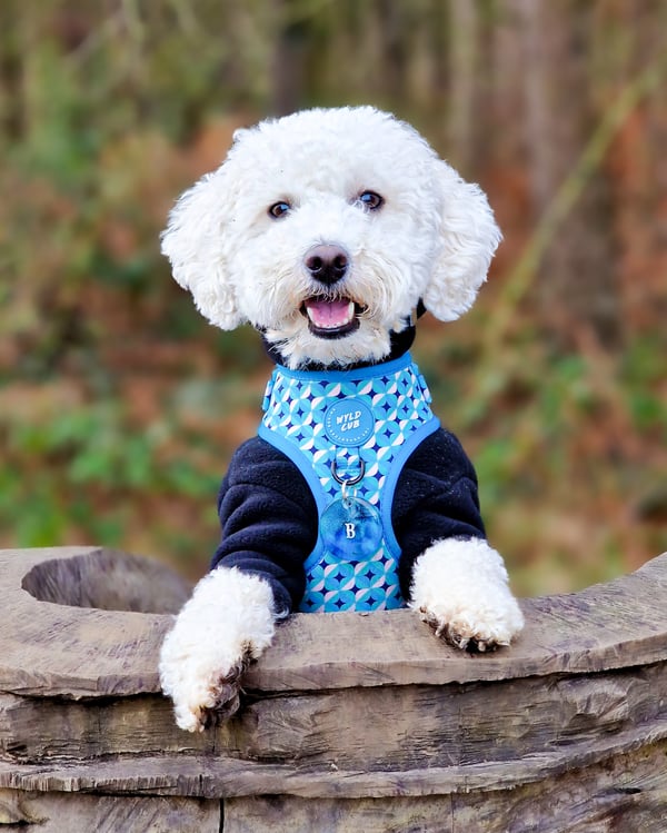 Bentley