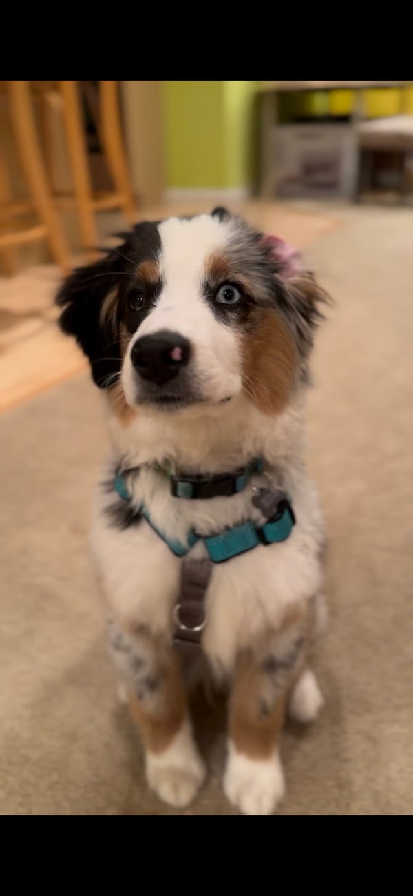 Archie